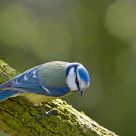 Blue Tit