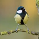 Great Tit