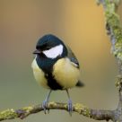 Great Tit