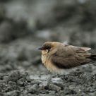 Oriental Pratincole