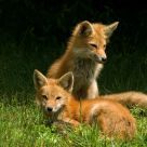 Foxes #3