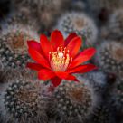 Une fleur parmis les cactus