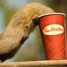 Squirrel Likes Coffee