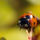 Ladybird