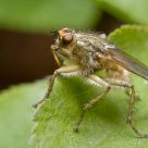 Yellow dung fly