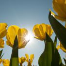 four tulips