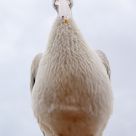 Oiseau Marin marrant