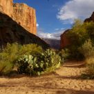 Morning in the Grand Canyon