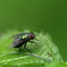 When a fly meets an ant