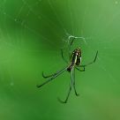Spider of Green