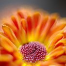 Orange Bokeh