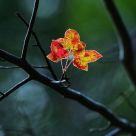 Last Color of Autumn