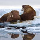 Bull Walrus