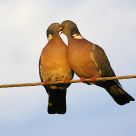 ...a kiss is just a kiss...