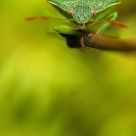 Hemiptera