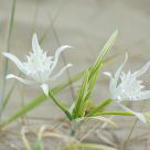 Sand lily (pancratium maritimum)