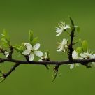 Prunus spinosa