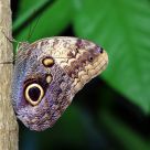 Butterfly, 
