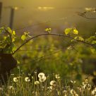 Spring In The Vineyards