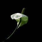 Lonely in black II