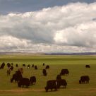 Pasture