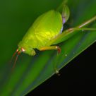 Bush Katydid