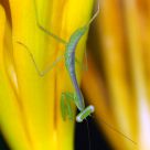 Mantid