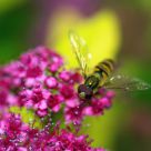 Little bee candy