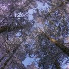 Looking Up the Trees