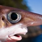 A sharks tale.