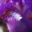 Purple Flower