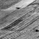 Black-and-white vineyard