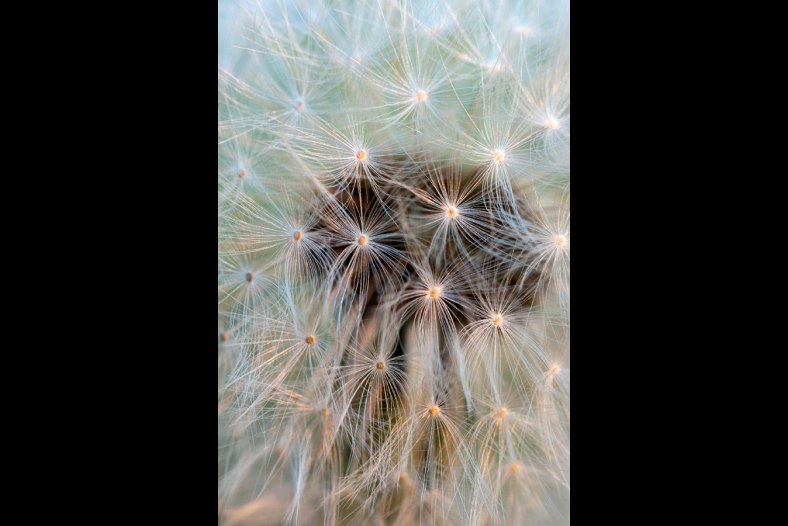 Dandelion