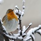 in the cold snow