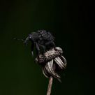 Bug on a Wilted Flower