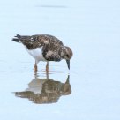 Ruddy Reflection