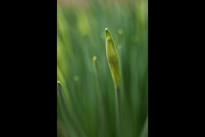 Spring Glow