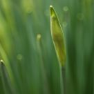 Spring Glow