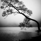Bonsai