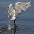 Take off after feeding