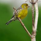 Canary