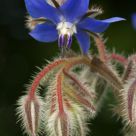 Borago Officinalis
