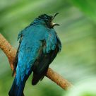 Singer in the Tree