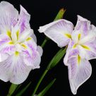 Japanese Iris