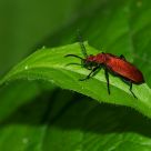 Purple-red Bug