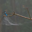 Kingfisher and Net