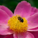 Bee & Flower