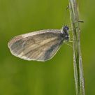 Leptidea sinapsis