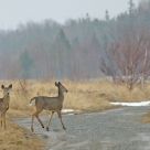 A late and sleety Spring  day