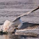 The catch.